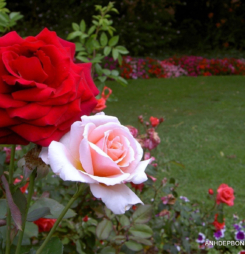 Tải hình ảnh hoa hồng đẹp tặng người yêu thương hinh-anh-hoa-hong-nhan-ngay-20-10-rose-flower-garden