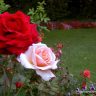 Tải hình ảnh hoa hồng đẹp tặng người yêu thương