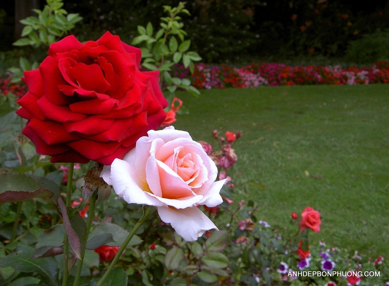 Tải hình ảnh hoa hồng đẹp tặng người yêu thương - Ảnh đẹp bốn phương