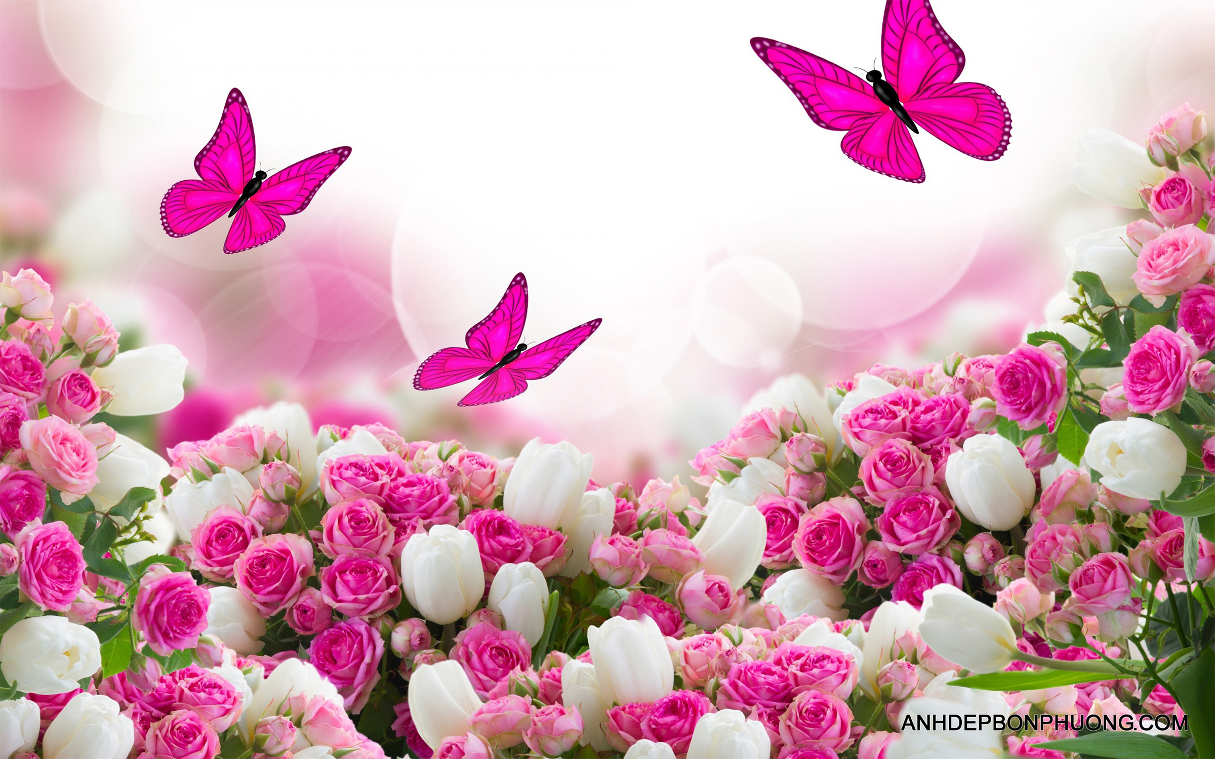 hinh-anh-hoa-hong-tang-ban-gai-beautiful-flowers-pink-roses-wallpaper