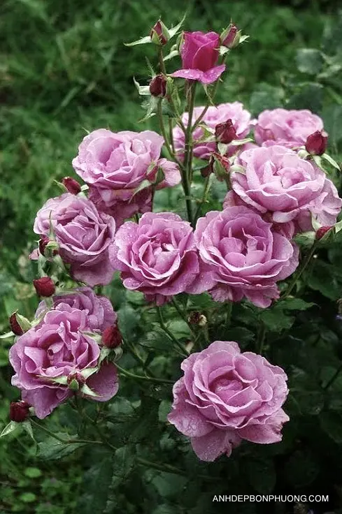 hinh-anh-hoa-hong-tim-dep-nhat-the-gioi