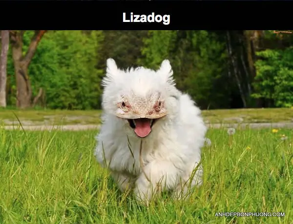 hinh-anh-nghe-thuat-photoshop-hai-huoc_29