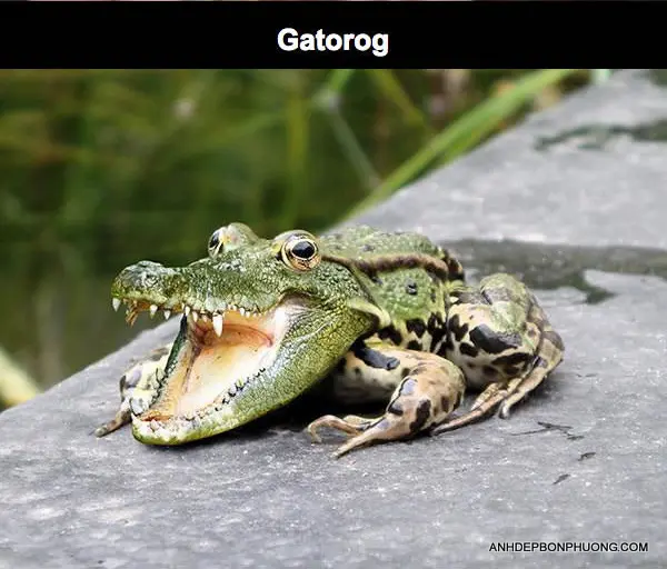 hinh-anh-nghe-thuat-photoshop-hai-huoc_33