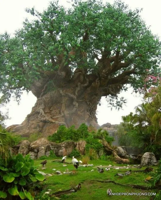 hinh-anh-thien-nhien-nui-rung-ngo-nghinh-beautiful-tree-of-life-baobab
