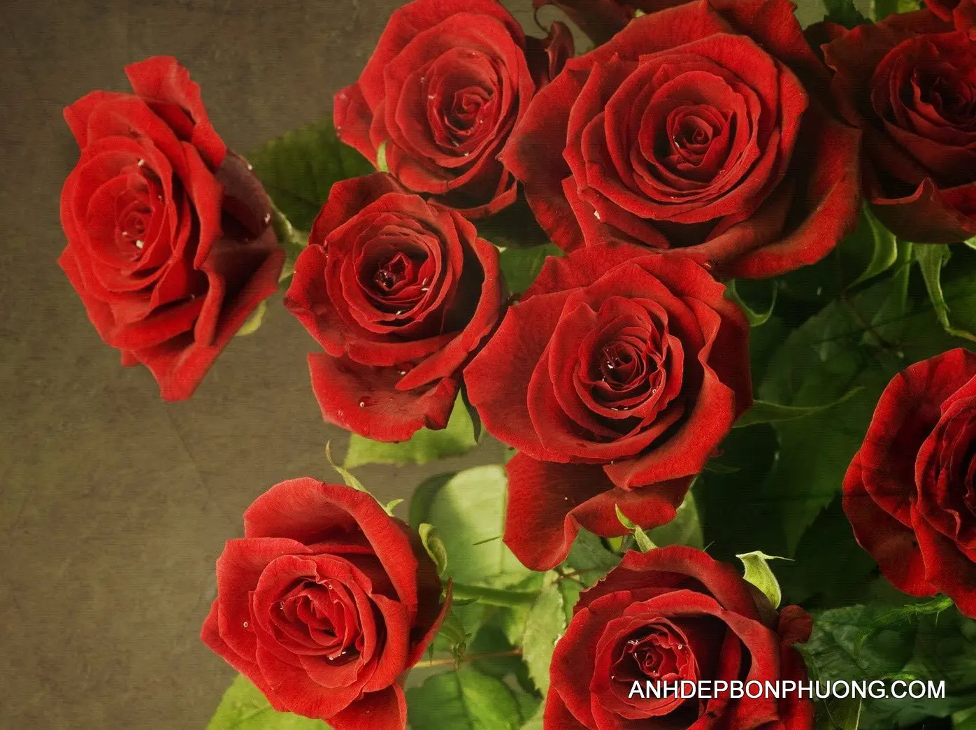 hinh-anh-ve-hoa-hong-dep-nhat-red-rose-hd-wallpapers