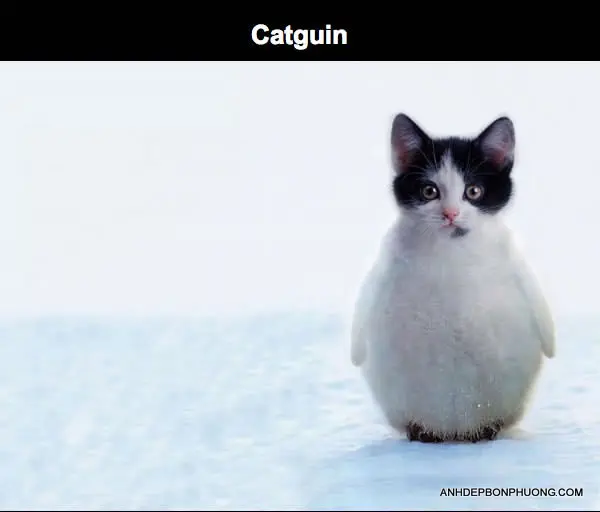 hinh-photoshop-hai-huoc