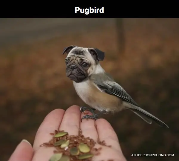 nhung-anh-photoshop-sieu-hai-huoc