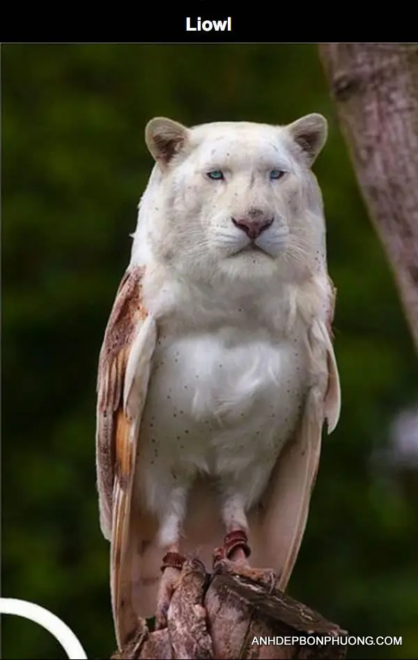 nhung-buc-anh-photoshop-hai-huoc-nhat