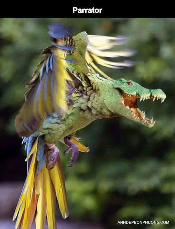 nhung-buc-hinh-hai-huoc-tao-boi-photoshop