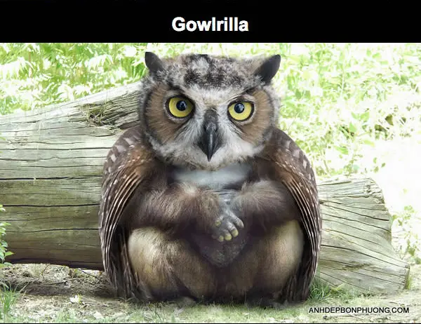 nhung-buc-hinh-photoshop-hai-huoc