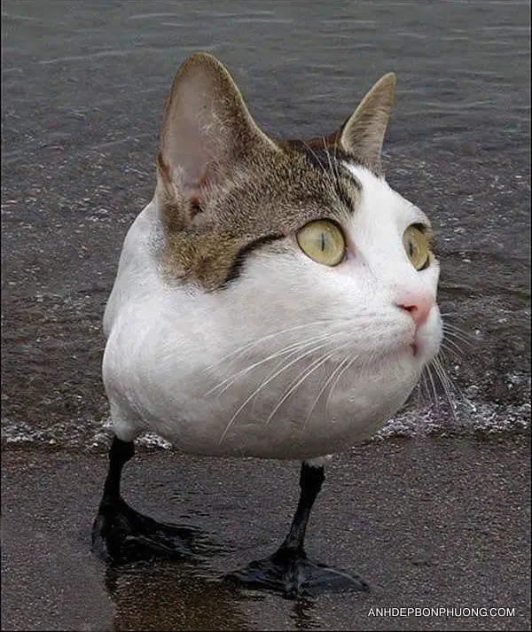 nhung-hinh-anh-ghep-vui-nhon-nhat