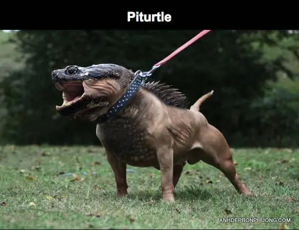 nhung-hinh-anh-photoshop-hai-huoc-nhat