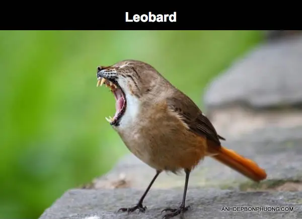 nhung-hinh-photoshop-hai-huoc