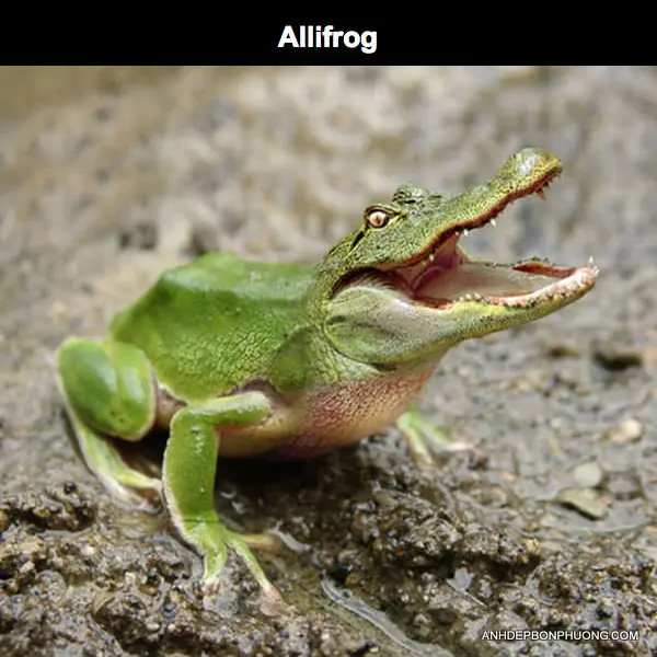 tai-anh-ghep-photoshop-hai-huoc