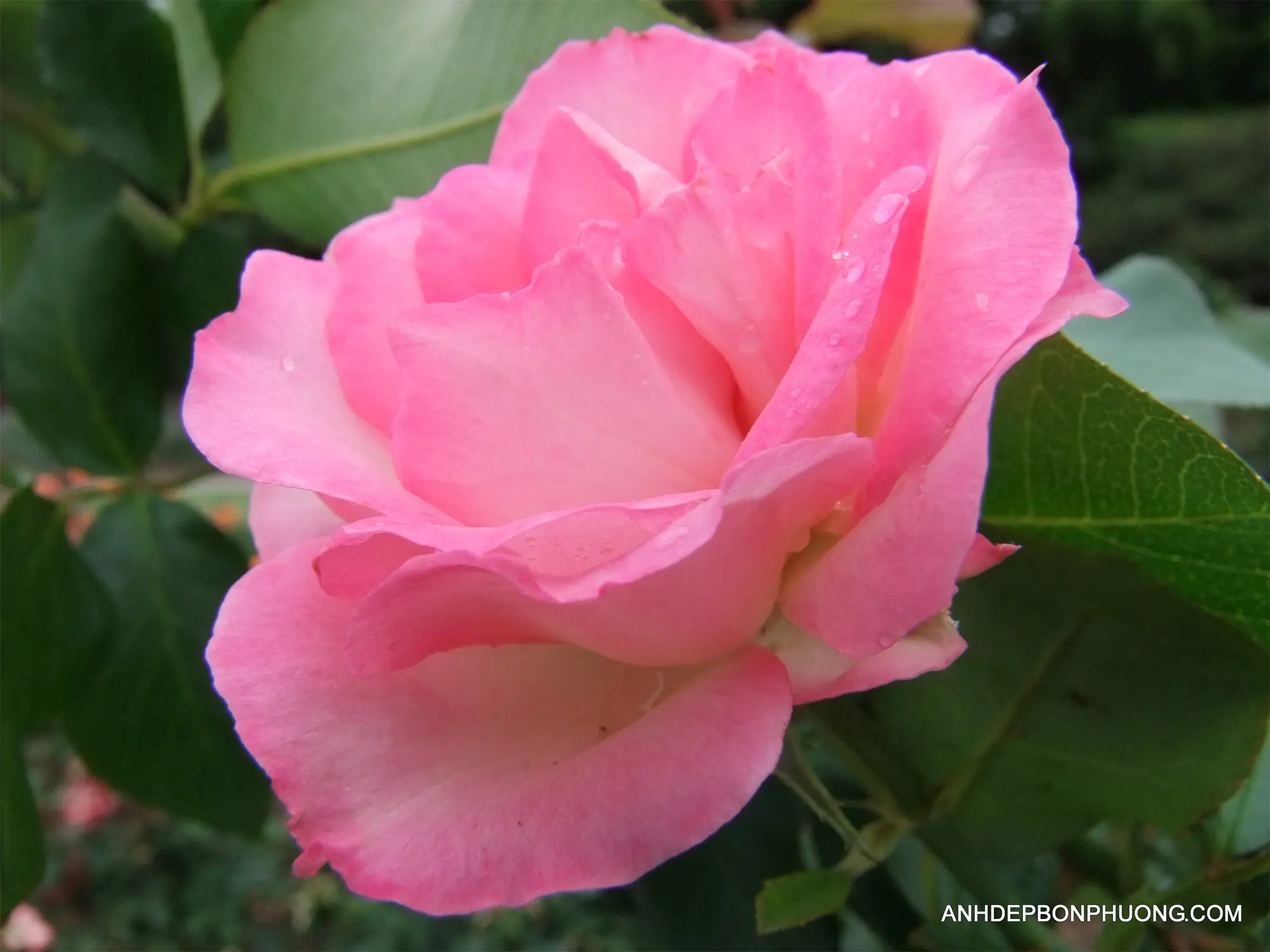 tai-hinh-anh-hoa-hong-sinh-nhat