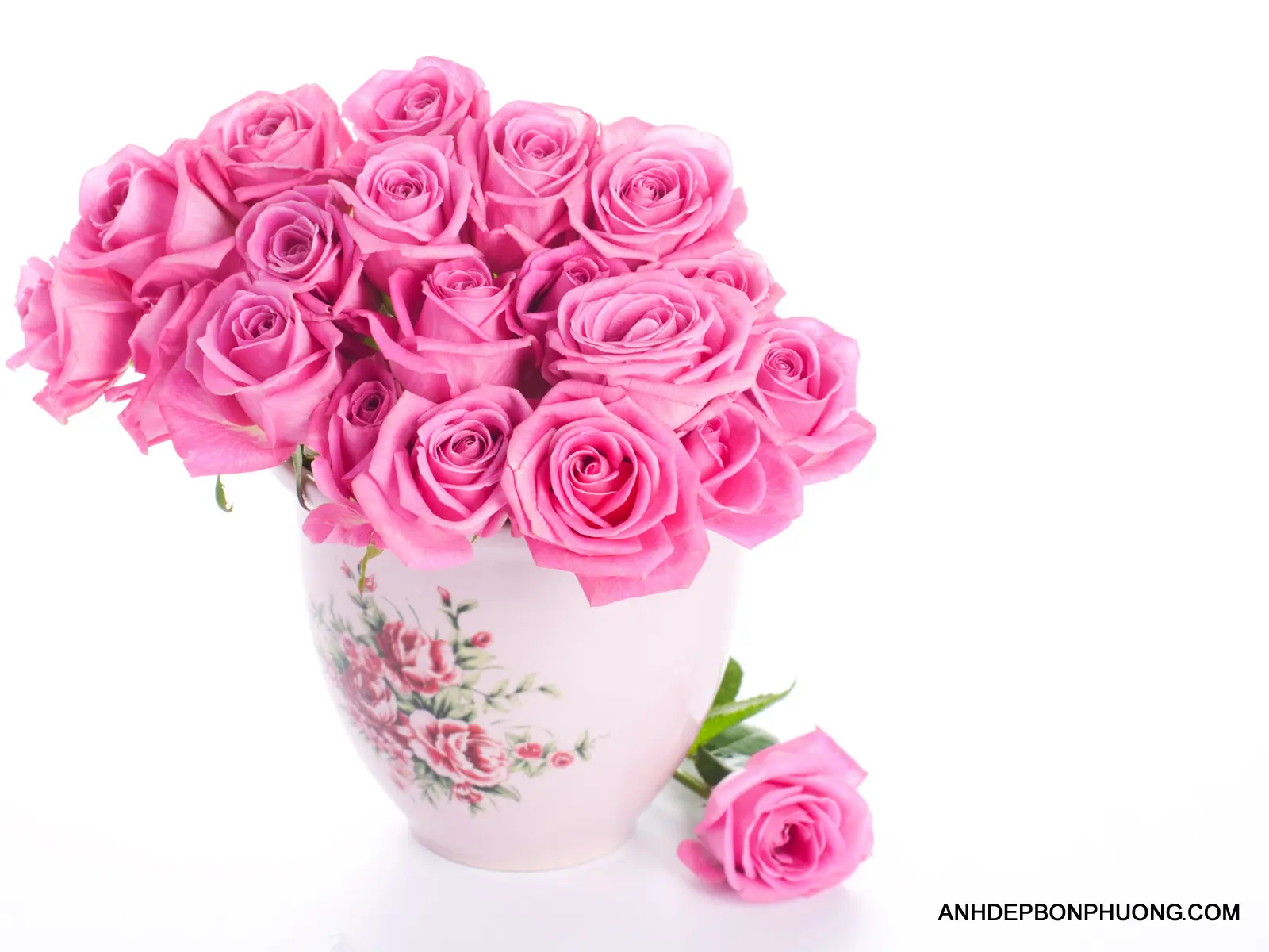 tai-hinh-anh-hoa-hong-ve-may-pink-rose
