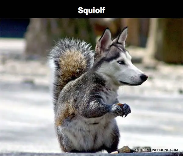 trang-web-ghep-hinh-vui-nhon