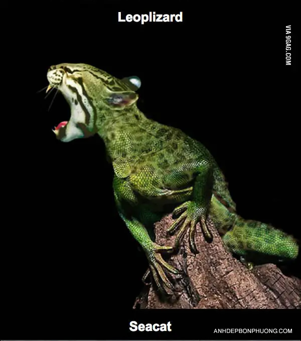 web-ghep-hinh-vui-nhon