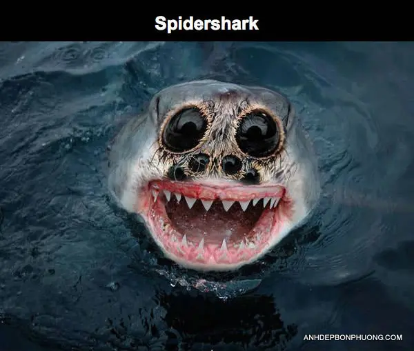 xem-anh-ghep-hai-huoc-photoshop