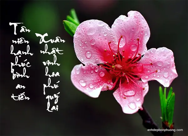 anh-chuc-tet-nam-moi anh-chuc-tet-nam-moi