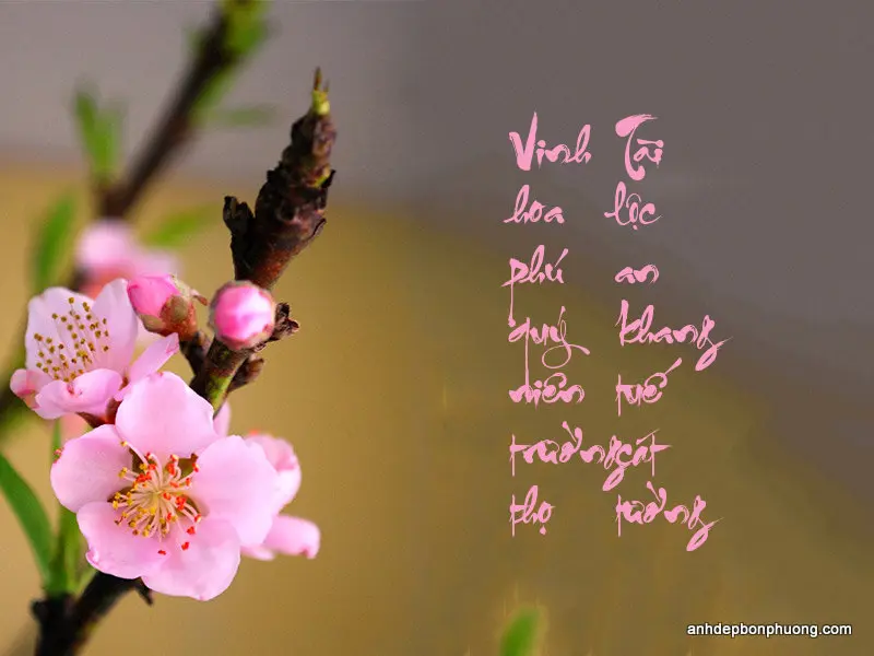 anh-wallpaper-chuc-tet-dinh-dau-hay-nhat-29