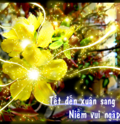 Hình ảnh hoa mai đẹp, hình ảnh hoa đào đẹp cho ngày tết 2017 hinh-nen-hoa-mai-cho-may-tinh-ngay-tet