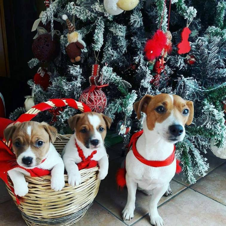 Những chú chó dễ thương trong ngày Noel