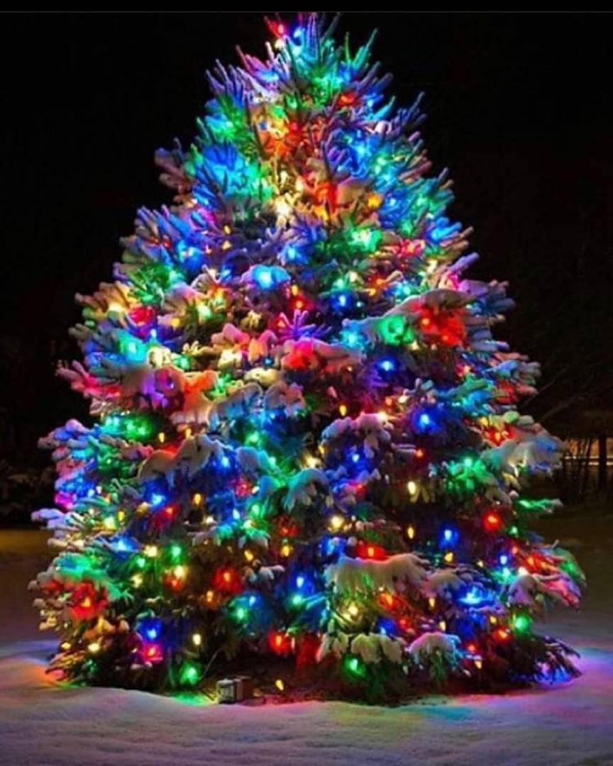 hình ảnh cây thông noel thật lung linh vào đêm Noel