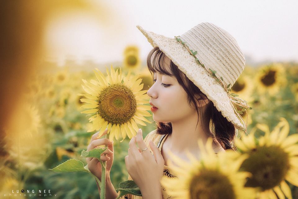 Ảnh cô gái Hoa Mặt Trời đẹp như mơ