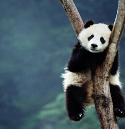 Ảnh gấu trúc dễ thương đáng yêu