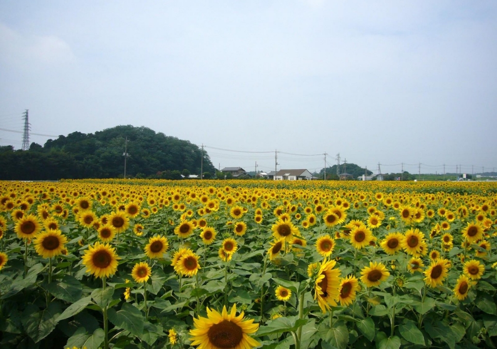 canh-dong-hoa-huong-duong-tuyet-dep-sunflowers-field-01