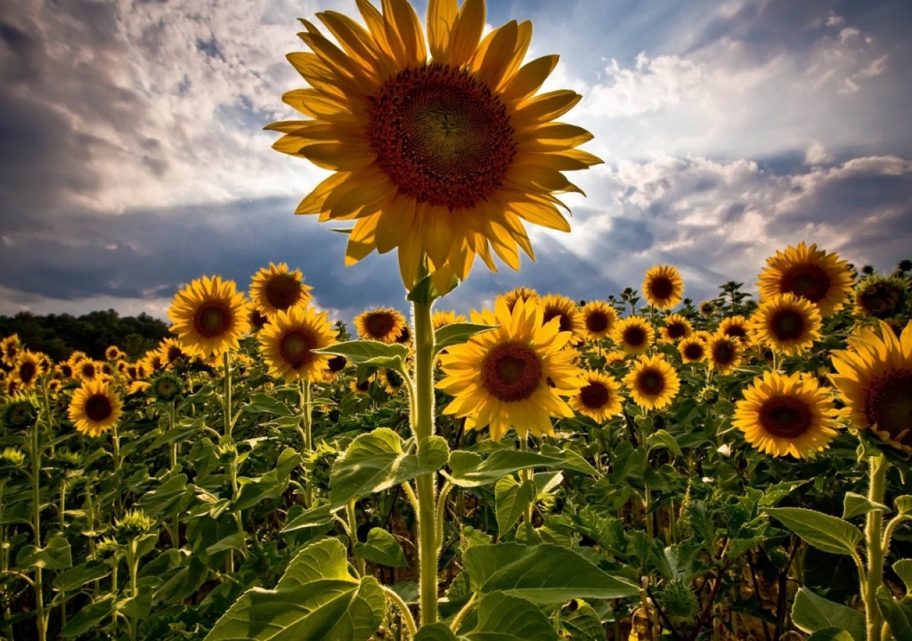 canh-dong-hoa-huong-duong-tuyet-dep-sunflowers-field-02