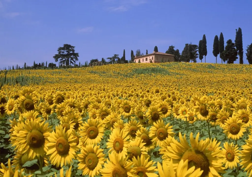 canh-dong-hoa-huong-duong-tuyet-dep-sunflowers-field-03