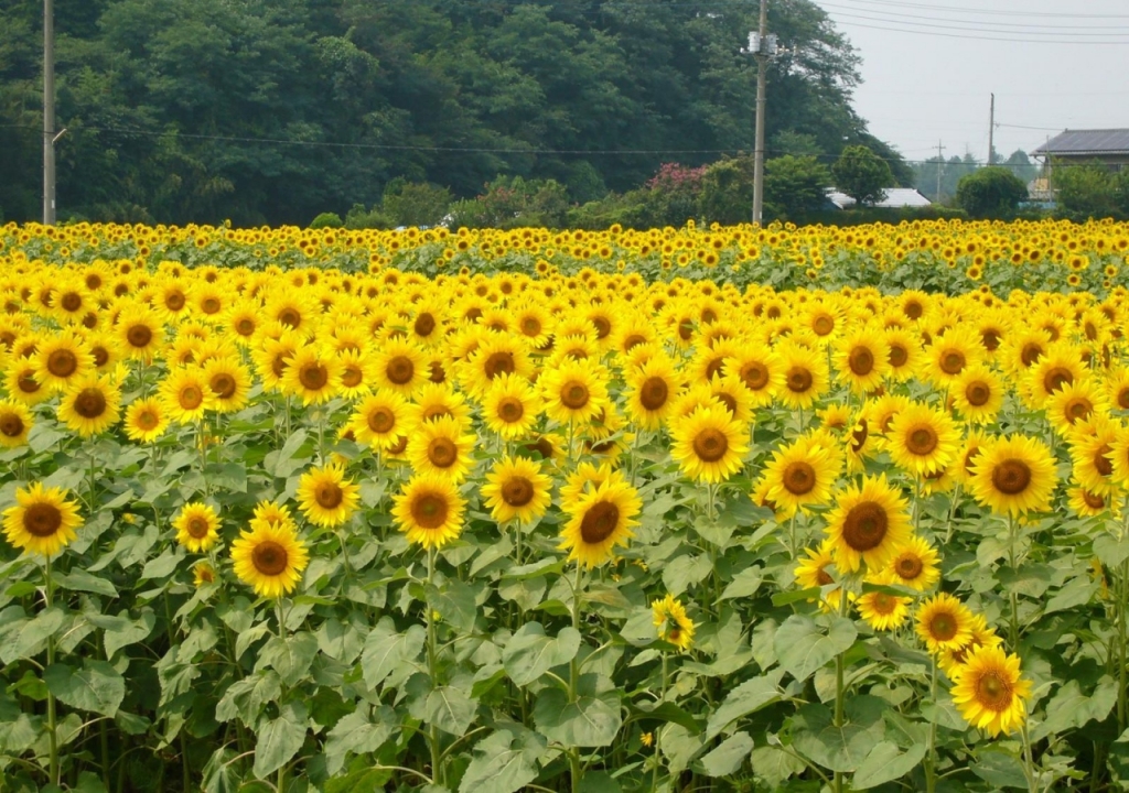 canh-dong-hoa-huong-duong-tuyet-dep-sunflowers-field-04