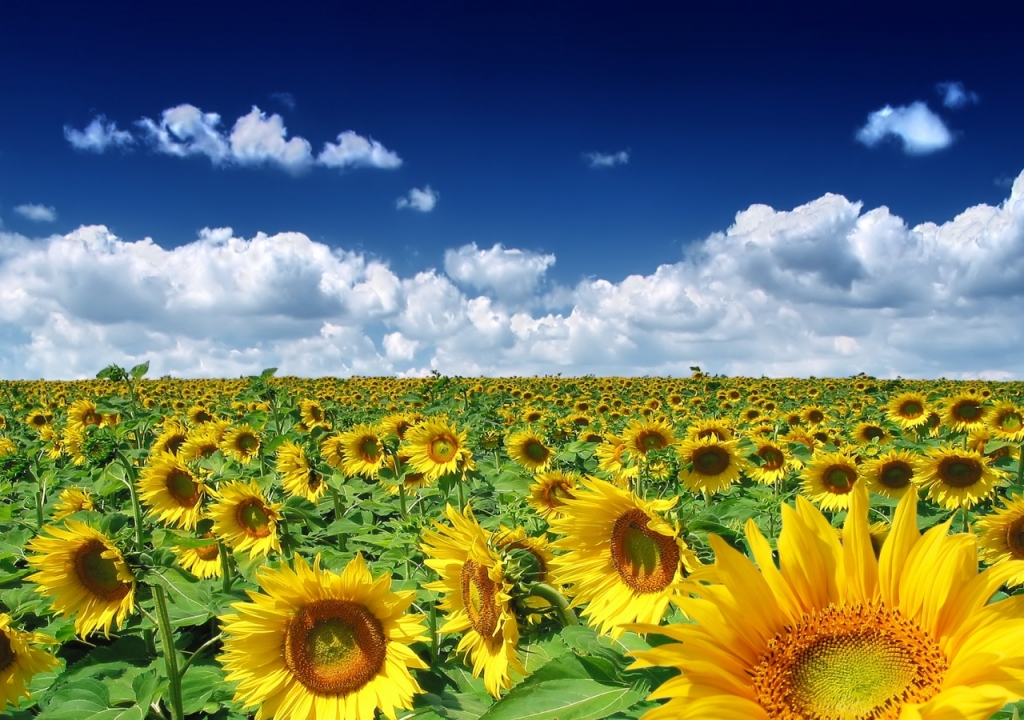 canh-dong-hoa-huong-duong-tuyet-dep-sunflowers-field-05