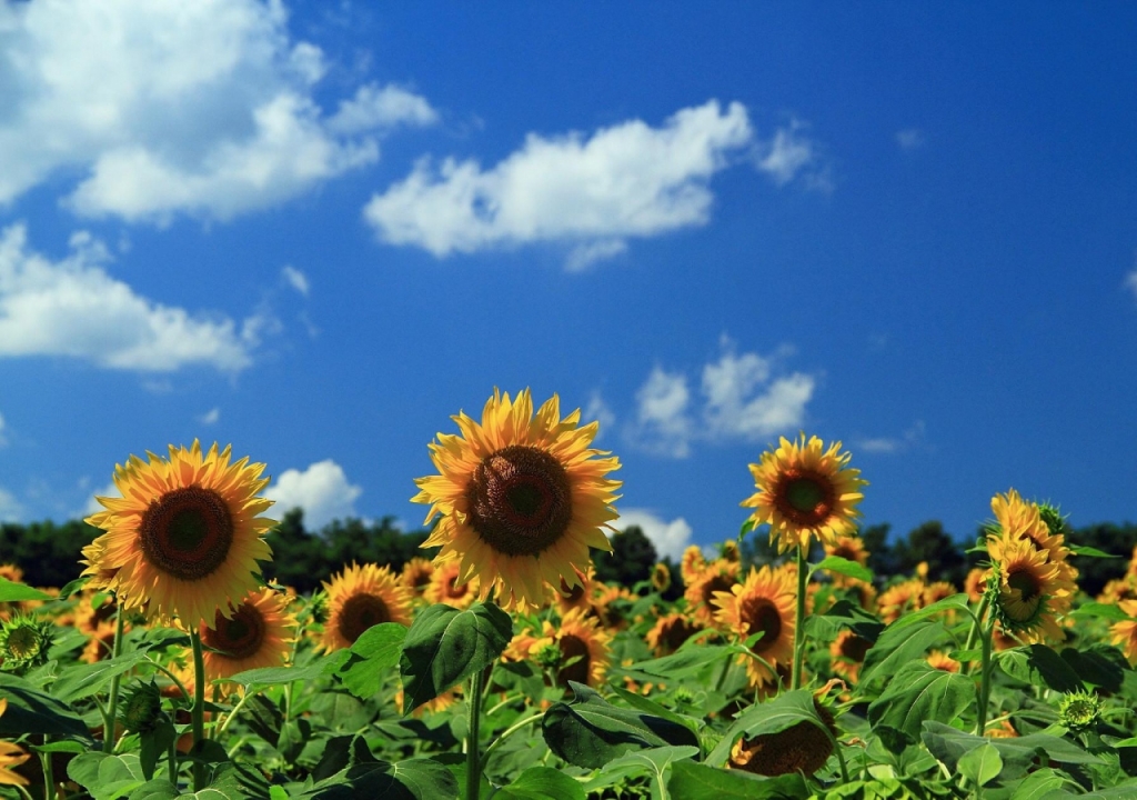 canh-dong-hoa-huong-duong-tuyet-dep-sunflowers-field-06