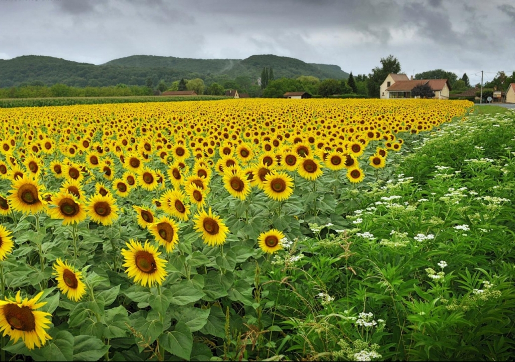 canh-dong-hoa-huong-duong-tuyet-dep-sunflowers-field-07