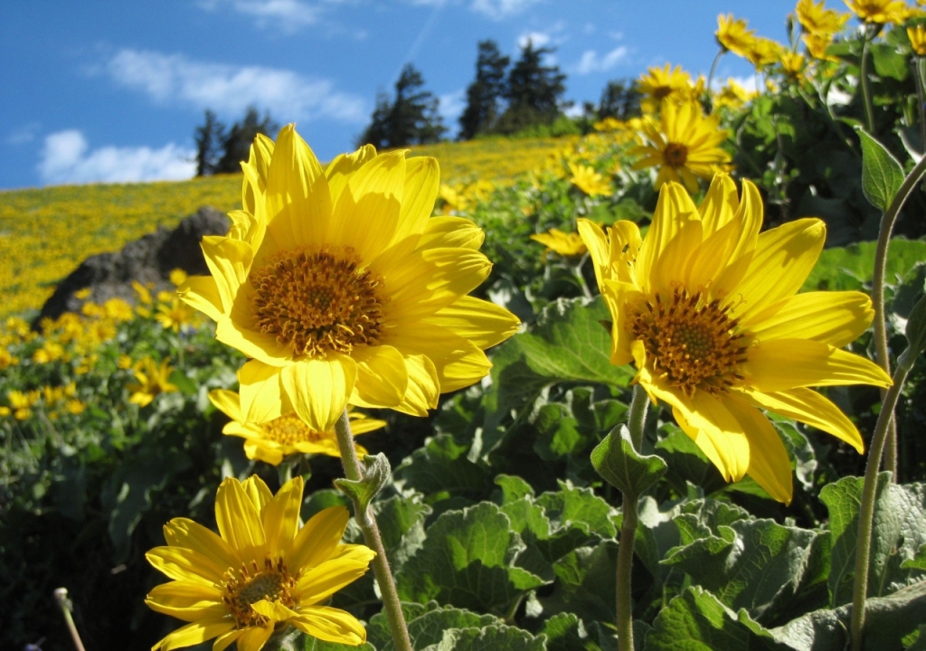 canh-dong-hoa-huong-duong-tuyet-dep-sunflowers-field-08
