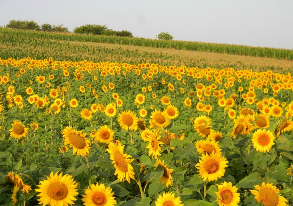 canh-dong-hoa-huong-duong-tuyet-dep-sunflowers-field-09