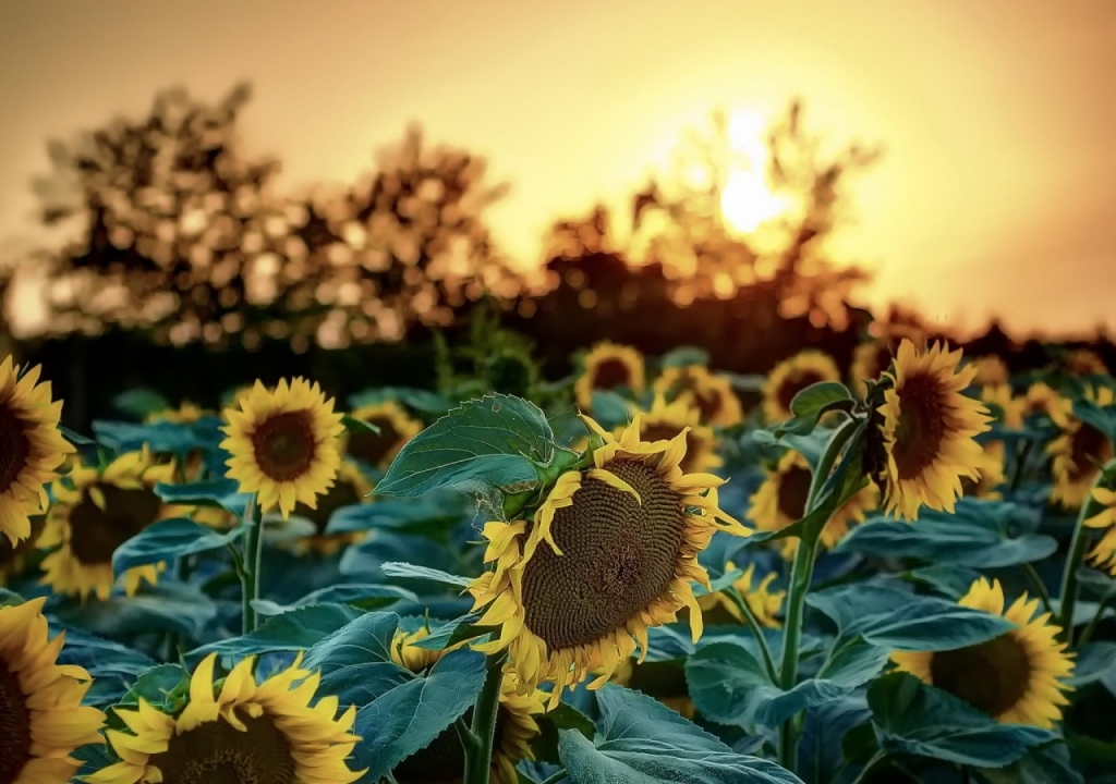 canh-dong-hoa-huong-duong-tuyet-dep-sunflowers-field-10