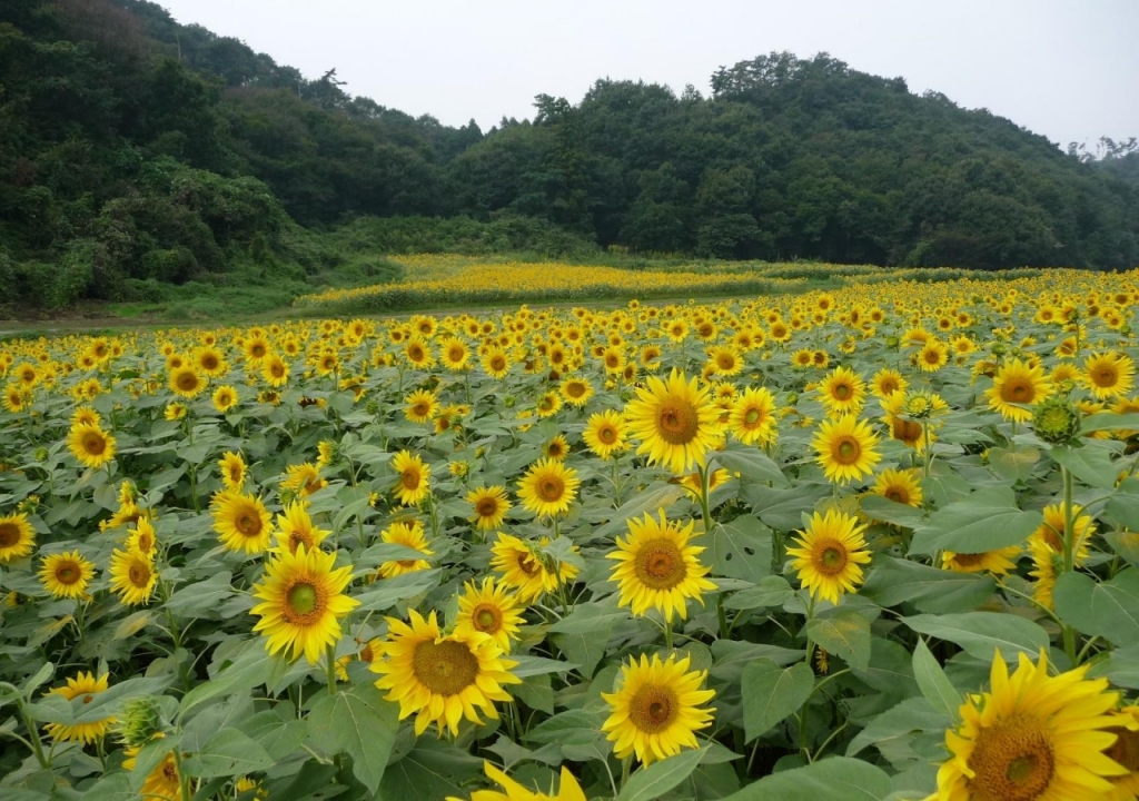 canh-dong-hoa-huong-duong-tuyet-dep-sunflowers-field-11
