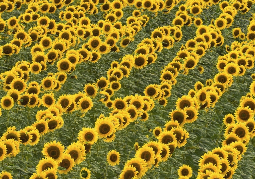 canh-dong-hoa-huong-duong-tuyet-dep-sunflowers-field-12