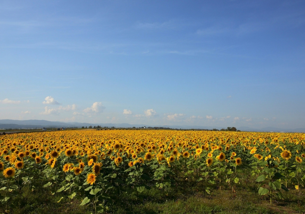 canh-dong-hoa-huong-duong-tuyet-dep-sunflowers-field-13