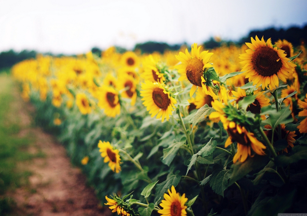 canh-dong-hoa-huong-duong-tuyet-dep-sunflowers-field-14