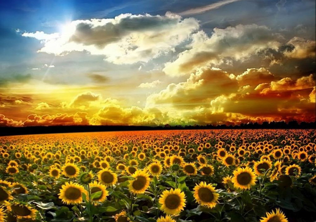 canh-dong-hoa-huong-duong-tuyet-dep-sunflowers-field-15