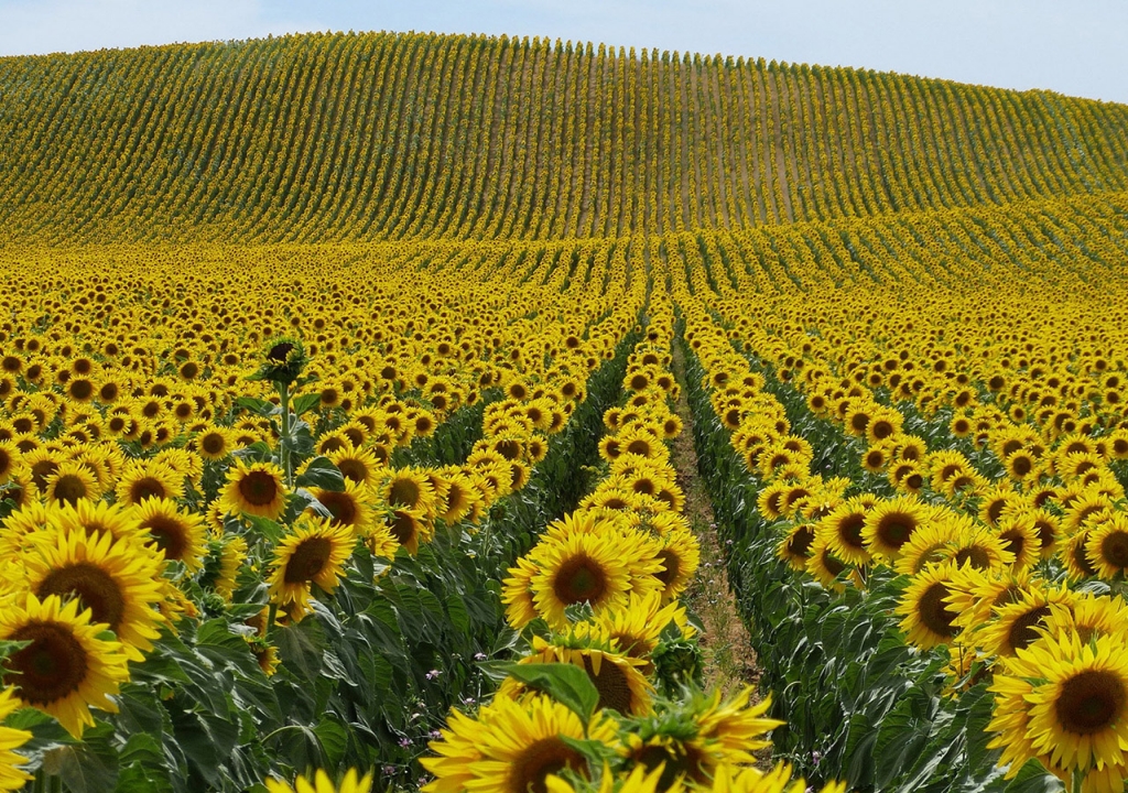 canh-dong-hoa-huong-duong-tuyet-dep-sunflowers-field-16