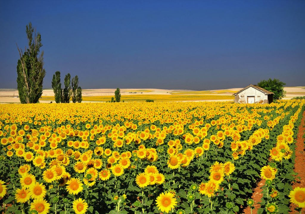 canh-dong-hoa-huong-duong-tuyet-dep-sunflowers-field-17