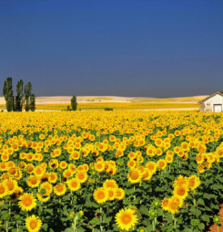 Ngắm nhìn cánh đồng hoa hướng dương đẹp tuyệt vời