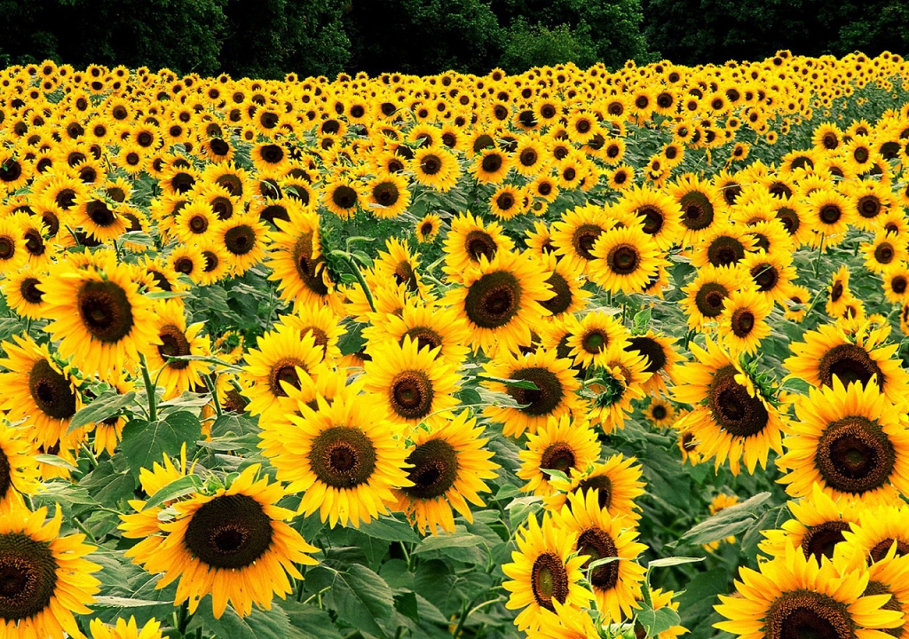 canh-dong-hoa-huong-duong-tuyet-dep-sunflowers-field-18