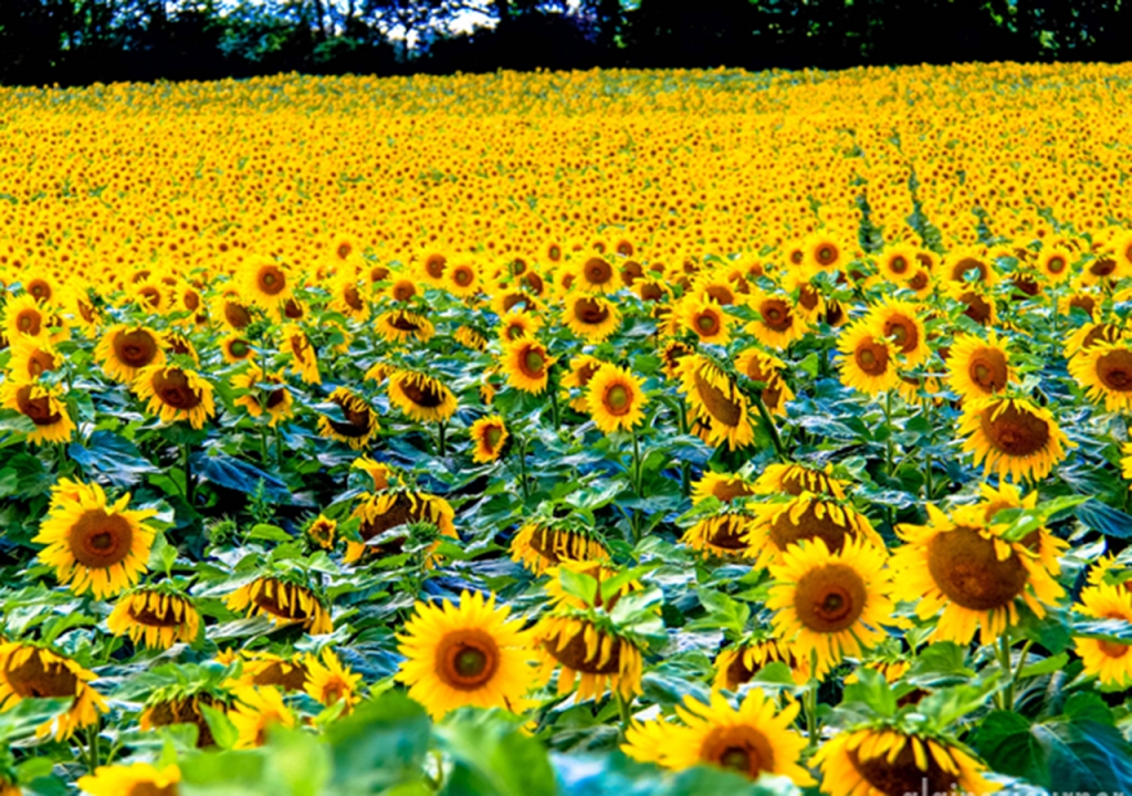 canh-dong-hoa-huong-duong-tuyet-dep-sunflowers-field-19